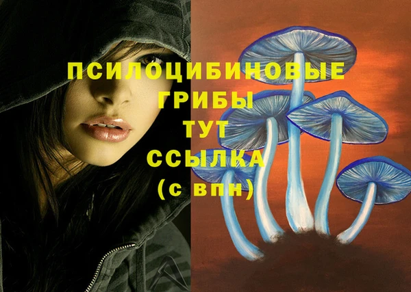 стаф Осинники